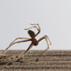 Illustration for article titled And Now, Lets All Watch This Spider Do Some Cartwheels
